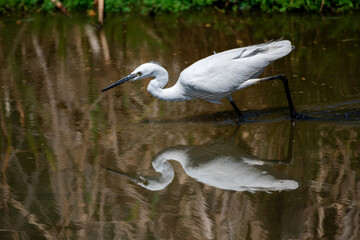 A little egret hunting, Austin Roberts Bird Sanctury