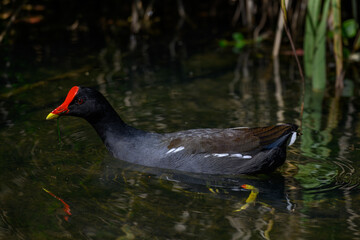 A common moorhen swimming in a pond