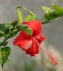 Fototapeta premium red hibiscus flower