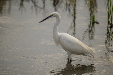 Obraz premium A little egret fishing, Marievale Bird santuary, South Africa