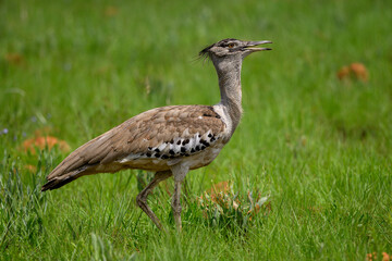 Closeup of a Kori Bustard serching for food in a green field