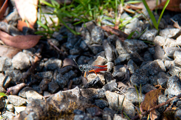Tallus grasshopper Tasmanalpina clavata Tasmanian alpine flightless grasshopper on Mount Wellington