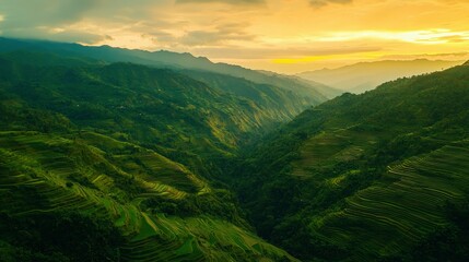 Obraz premium Serene Green Terraces Under Golden Sunset with Rolling Mountains