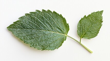 Obraz premium Lush and vibrant green mint leaves lie isolated against a clean background, highlighting their intricate textures and inviting freshness. Ideal for recipes and natural remedies