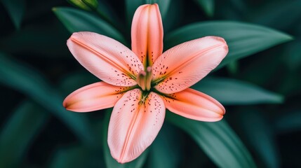 Fototapeta premium A close-up shot of a pink flower surrounded by green leaves, perfect for botanical or still life photography
