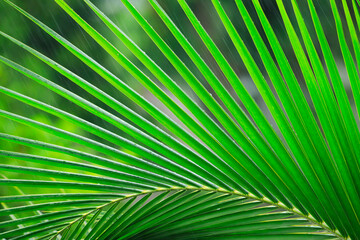 Obraz premium Fresh green palm leaves background, Fresh coconut leaf