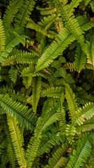 Detail of green fern leaves
