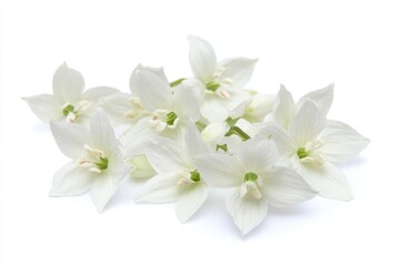 Fototapeta premium Fresh white flowers arranged on a clean white surface