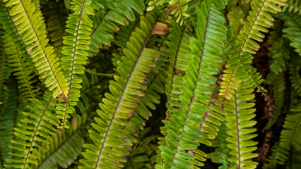 Detail of green fern leaves