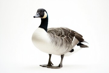 A single duck standing on a white surface with a white background, suitable for use in various designs and compositions