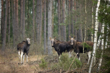Mammals male bull Moose ( Alces alces ) North part of Poland, Europe dark foggy morning in winter young pine forest