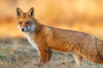 Mammals - portrait Red Fox Vulpes vulpes in autumn scenery, Poland Europe, animal walking among autumn meadow hunting time