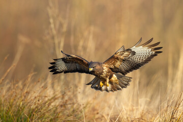 Common buzzard Buteo buteo in the fields in autumn, buzzards in natural habitat, hawk bird on the meadow, predatory bird close up