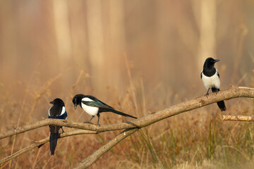 Bird - Common magpie Pica pica sitting bird, very smart and clever bird with black and white plumage on autumn sunset red yellow warm background