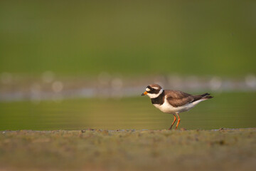 Shorebird Charadrius hiaticula Common Ringed Plover on blurred background summer time Poland Europe