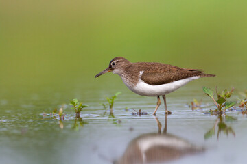 Bird Common Sandpiper Actitis hypoleucos small migratory bird, summer time Poland Europe
