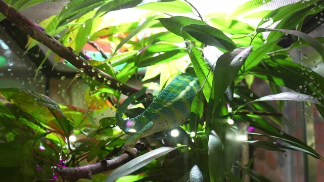 Chameleon in a terrarium hiding among plants