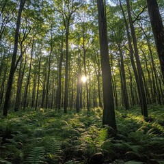 Obraz premium Sunlit forest path, ferns, trees, summer, nature, tranquility, background, wallpaper