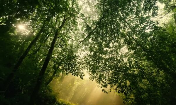 A low-angle shot of sunlight streaming through the canopy of a dense forest. The leaves are green and lush, and the light creates a dappled effect on the forest floor.