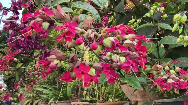The red flowers are blooming beautifully.