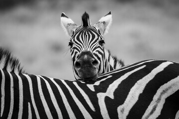 Zebra taking time to rest on their friend