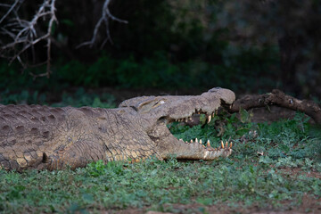 The scary look of a massive crocodile in the dark of the Kruger National Park