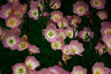 Oenothera speciosa 'Silky Orchid Pink' blooming in spring or summer garden. Flowering buds close up. Primrose flowers in a garden. Buttercups bloom.