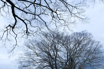 冬の大木