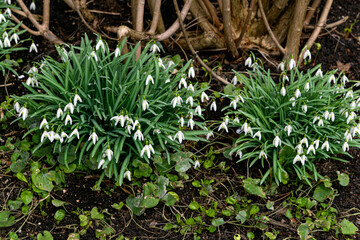 The first spring flowers white snowdrops. Early spring.