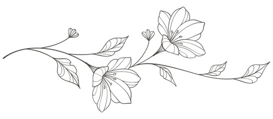 Sketch Floral Botany Collection. flower drawings. Black and white with line art on white backgrounds. Hand Drawn Botanical Illustrations.Vector. © sense