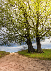 Two trees are standing next to each other on a dirt road