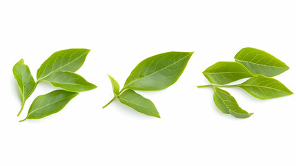 Fresh green leaves on clean white background for natural health, aromatherapy, herb, food and drink ingredients and use in pharmaceutical industry