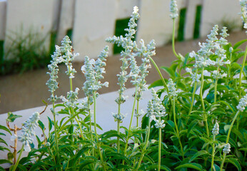 White sage flowers on a fence