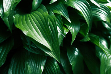 Beautiful background with large green leaves.
