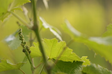 particolare di una pianta di vite in primavera