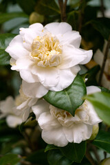 Blooming white camellia in spring sunshine.