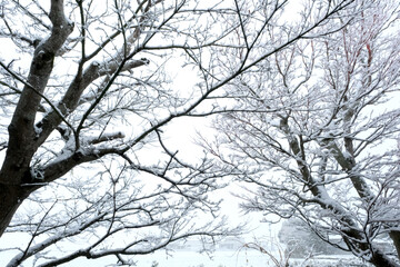 小枝に着いた雪