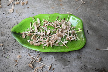 Termitomyces mushrooms. It is a genus of edible mushrooms that grow in association with termite...