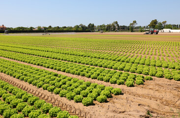 wide cultivated field with organic lettuce on fertile soil