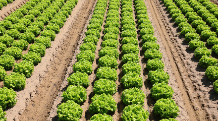 field cultivated with cabbage salad growing on the fertile sandy soil