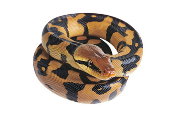 Obraz premium Coiled yellow and black patterned snake, isolated on white transparent background, reptiles or wildlife, symbolizing Chinese Lunar New year