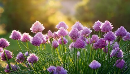 Obraz premium Purple Chives flowers, Allium schoenoprasum in the garden, summer nature backgrounds