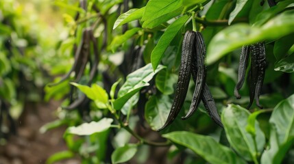 Vanilla bean crops growing in a lush plantation surrounded by greenery. --ar 16:9 --v 6 Job ID: 93804689-419c-4245-8def-2bf706d65ede