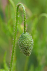 Close-Up of Green Poppy Bud with Hairy Stem