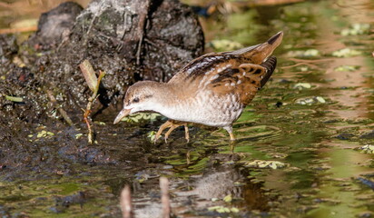 Fototapeta premium female mallard duck