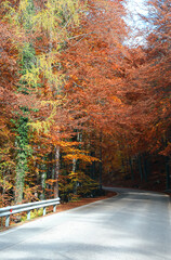 incredible color of the leaves of the trees in autumn with many shades in warm tones and the road...