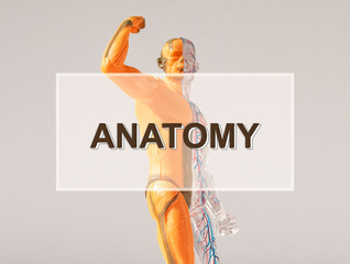 Anatomy word. Human anatomical, body education concept