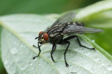 Macro Shot of Housefly on Leaf with Water Droplets