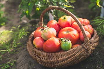 Fresh tomatoes in the basket. Homegrown bio tomato harvest in organic garden.