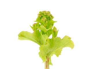 Grazer lettuce plant isolated on white background, Lactuca sativa